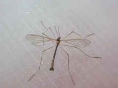Cylindrotoma americana thumbnail 1
