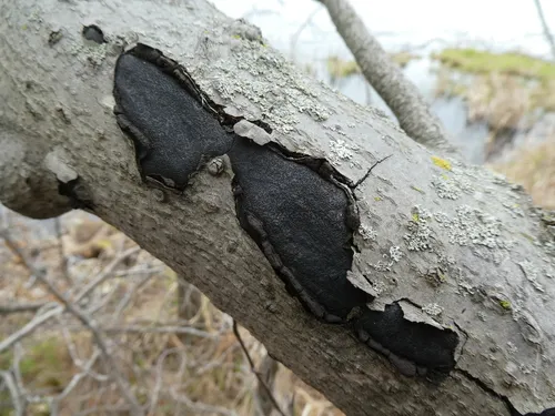 Biscogniauxia mediterranea