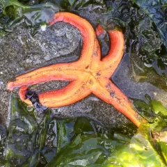 Pacific Blood Star thumbnail 1