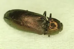 Eanus striatipennis thumbnail 2