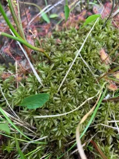Imbricate Bog-moss thumbnail 1