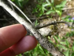 Durandiella fraxini thumbnail 3