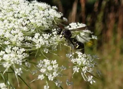 Eumenes consobrinus thumbnail 3