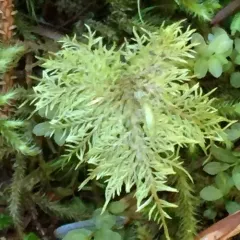 stairstep moss thumbnail 1