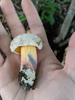 Caloboletus roseipes thumbnail 4