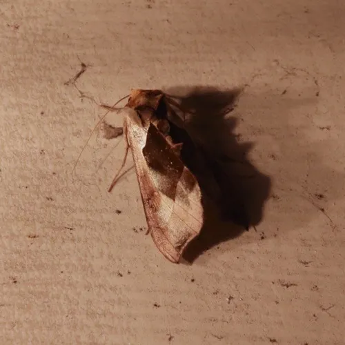 Hologram Moth