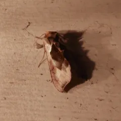 Hologram Moth thumbnail 1