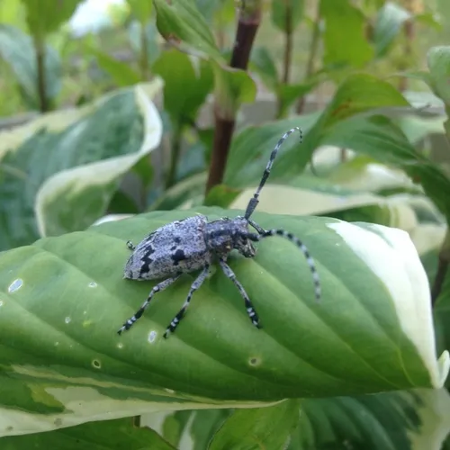 Spotted Tree Borer