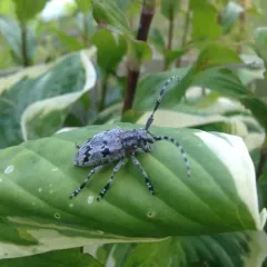 Spotted Tree Borer thumbnail 1