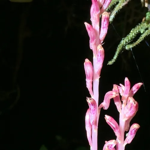 Pacific coralroot