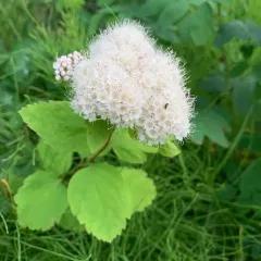 Shinyleaf Meadowsweet thumbnail 1