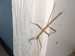 Prairie Walkingstick thumbnail 3