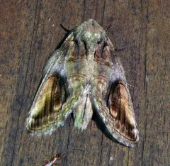 Oblique Heterocampa Moth thumbnail 2