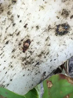 Omosita discoidea thumbnail 3