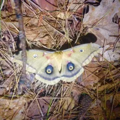 Polyphemus Moth thumbnail 5