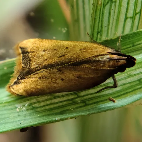 Black-edged Dichomeris Moth