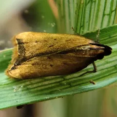 Black-edged Dichomeris Moth thumbnail 1