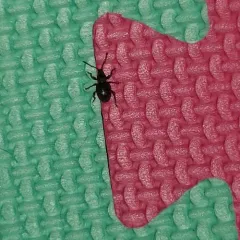 Strawberry Root Weevil thumbnail 4