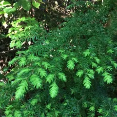western hemlock thumbnail 3