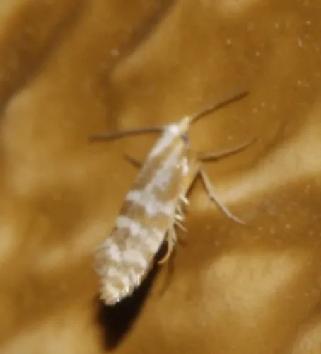 Red Cedar Leafminer