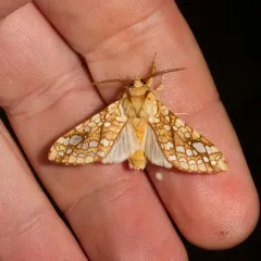 Hickory Tussock Moth thumbnail 3