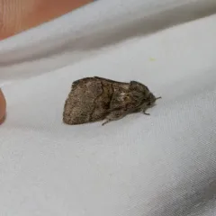 Common Gluphisia Moth thumbnail 3