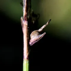 Blue Ridge sedge thumbnail 4