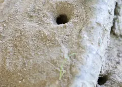 Crabro monticola thumbnail 3