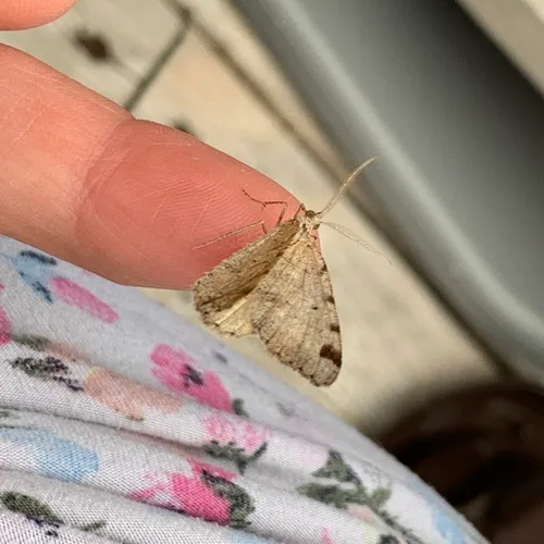 Macaria anataria