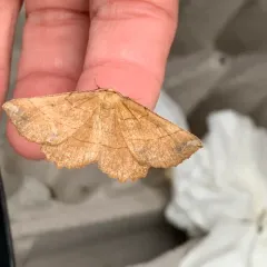Johnson's Euchlaena Moth thumbnail 3
