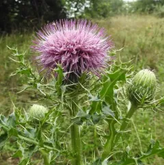 pasture thistle thumbnail 3