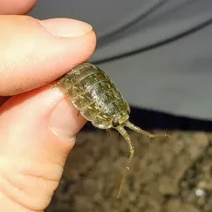 Common Sea Slater thumbnail 3
