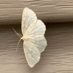 Yellow-dusted Cream Moth thumbnail 4
