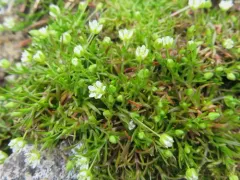 Sticky-stem Pearlwort thumbnail 4