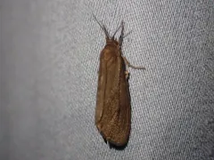 Tawny Virbia Moth thumbnail 4