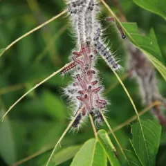 Walnut Caterpillar Moth thumbnail 3