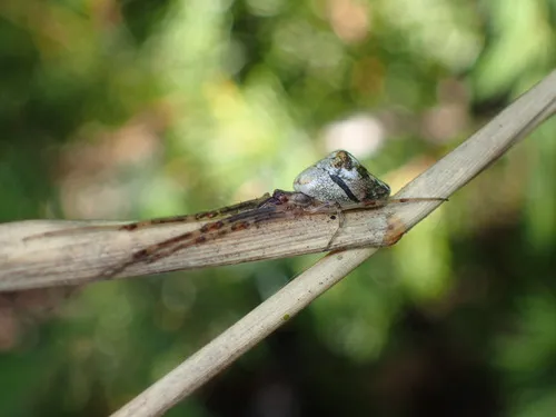 Tetragnatha guatemalensis