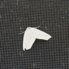 White Slant-line thumbnail 3