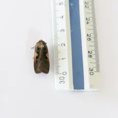 Greater Black-letter Dart thumbnail 2
