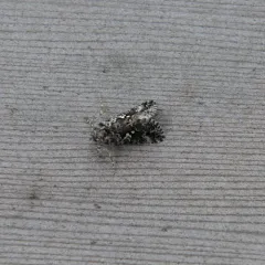 Abstruse False Looper Moth thumbnail 2