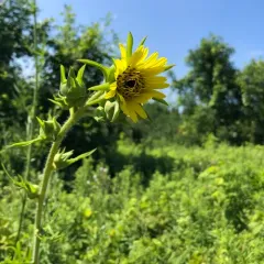 compass plant thumbnail 1