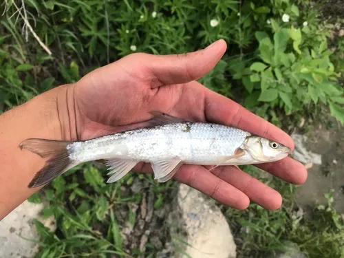 Flathead Chub