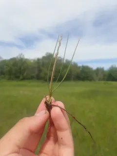 Gaspé Peninsula Arrowgrass thumbnail 2