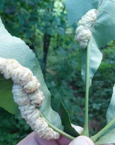 Hickory Aggregate Gall Midge