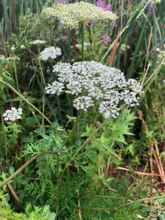 Milk Parsley thumbnail 3