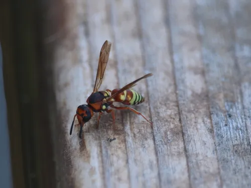 Euodynerus annulatus