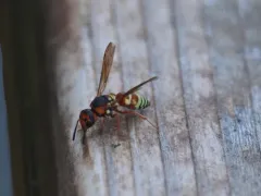 Euodynerus annulatus thumbnail 1