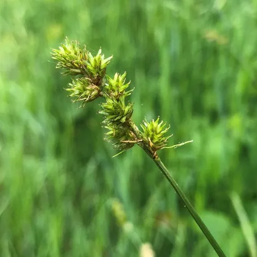 Greater Straw Sedge