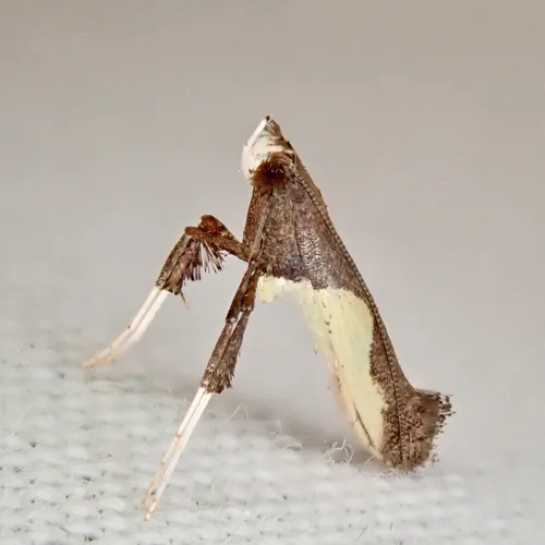 Dogwood Caloptilia Moth