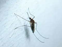 Culex erraticus thumbnail 3